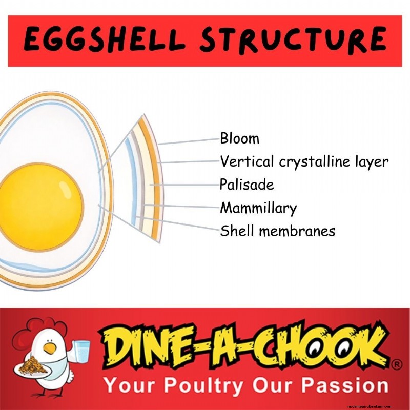 Understanding Eggshell Strength in Chickens: Causes & Solutions