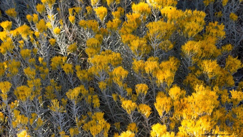 Utah Water-Wise Landscaping: Policies & Programs for Conservation
