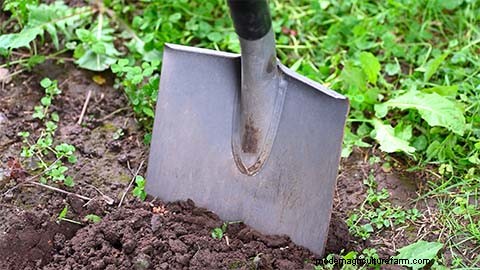 Organic Fertilizers: A Guide to Healthy Plant Growth