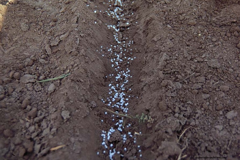 Choosing & Applying Inorganic Fertilizers for Healthy Plants