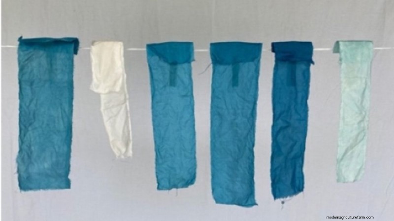 Japanese Indigo Dyeing: From Garden to Fabric - A Comprehensive Guide