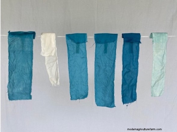 Japanese Indigo Dyeing: From Garden to Fabric - A Comprehensive Guide