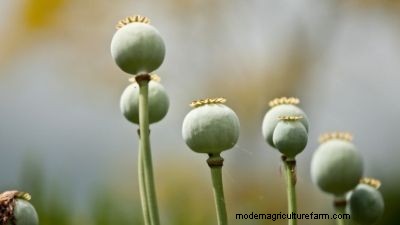 Storing Summer Flower Bulbs: A Complete Guide