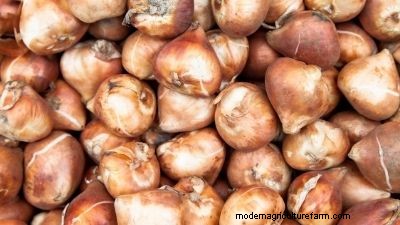 Storing Summer Flower Bulbs: A Complete Guide