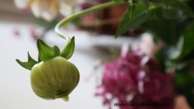 Storing Summer Flower Bulbs: A Complete Guide