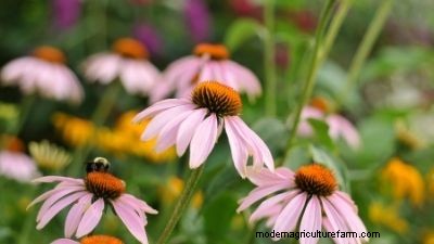 How to Transplant Perennials: Best Fall Planting Practices