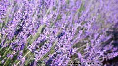 How to Transplant Perennials: Best Fall Planting Practices