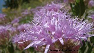 How to Transplant Perennials: Best Fall Planting Practices