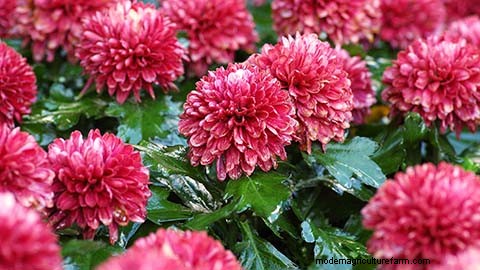 Chrysanthemum Growing Guide: Colors, Varieties & Care