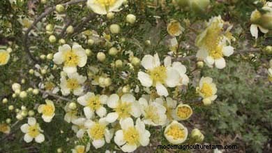 Chrysanthemum Growing Guide: Colors, Varieties & Care
