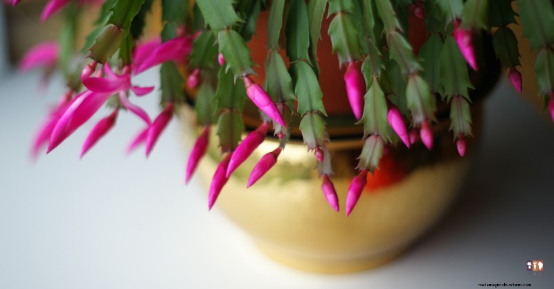 Christmas Cactus Care: A Complete Guide to Blooming Success