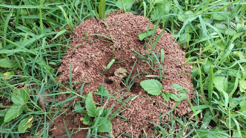Effective & Eco-Friendly Ant Hill Removal: Protect Your Lawn