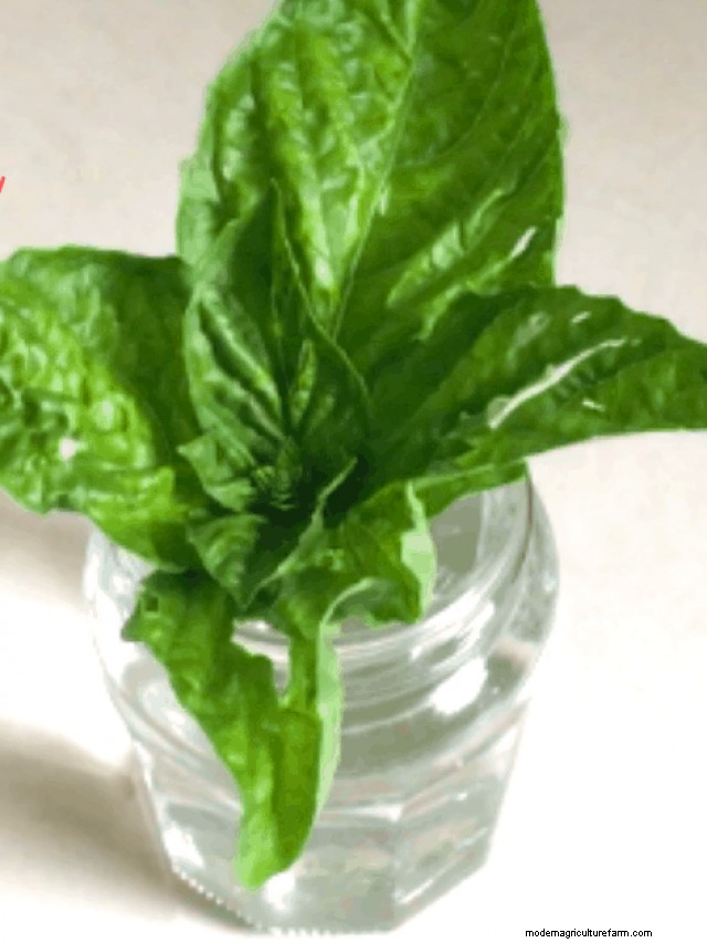 Grow Basil Indoors: A Winter Guide for Fresh Flavor