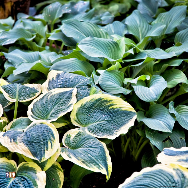 Winter Care for Hostas: Protecting Your Garden s Foliage