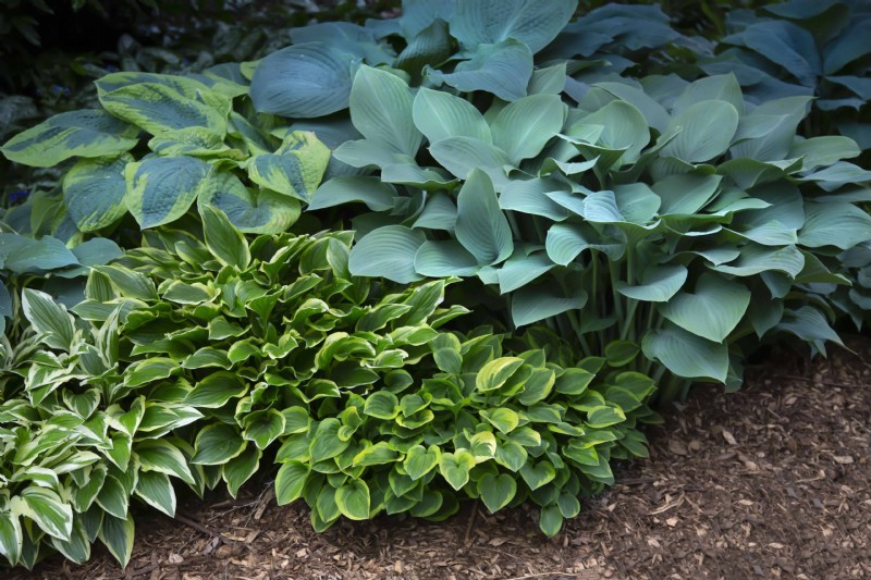 Winter Care for Hostas: Protecting Your Garden s Foliage