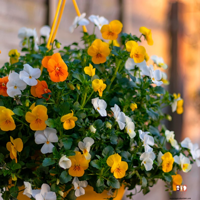 Fall Hanging Baskets: Top 8 Plant Choices & Creative Ideas