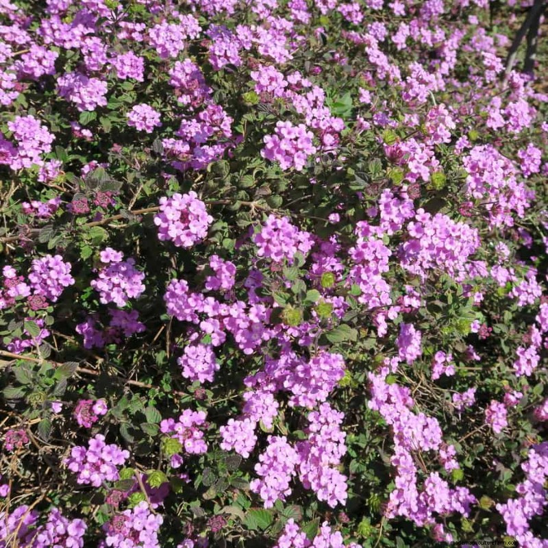 Fall Hanging Baskets: Top 8 Plant Choices & Creative Ideas