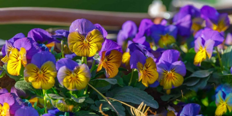 10 Colorful Winter Annuals for Late-Season Blooms