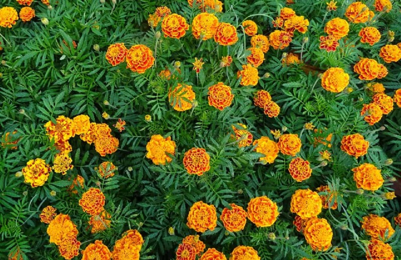 10 Colorful Winter Annuals for Late-Season Blooms
