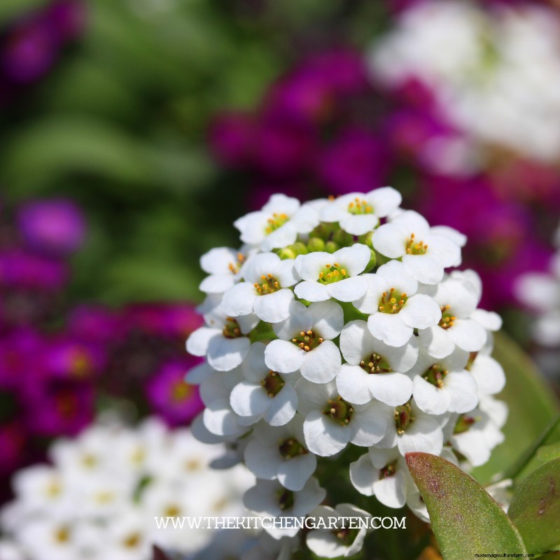 10 Colorful Winter Annuals for Late-Season Blooms