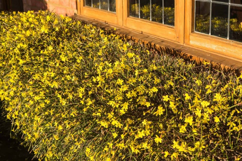 10 Colorful Winter Annuals for Late-Season Blooms