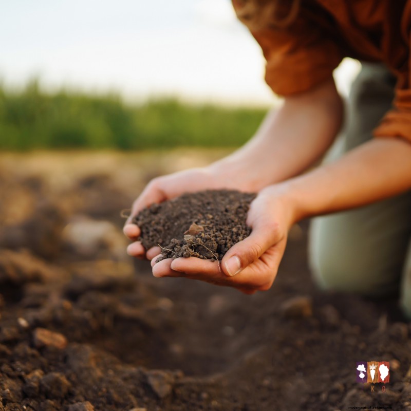 Fall Spinach Planting: Extend Your Harvest & Enjoy Fresh Greens