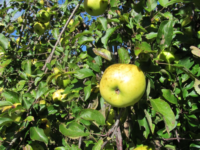 Newton Pippin Apples: Storage, Flavor & Uses | [Your Brand/Site Name]