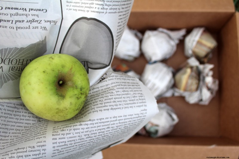 Newton Pippin Apples: Storage, Flavor & Uses | [Your Brand/Site Name]