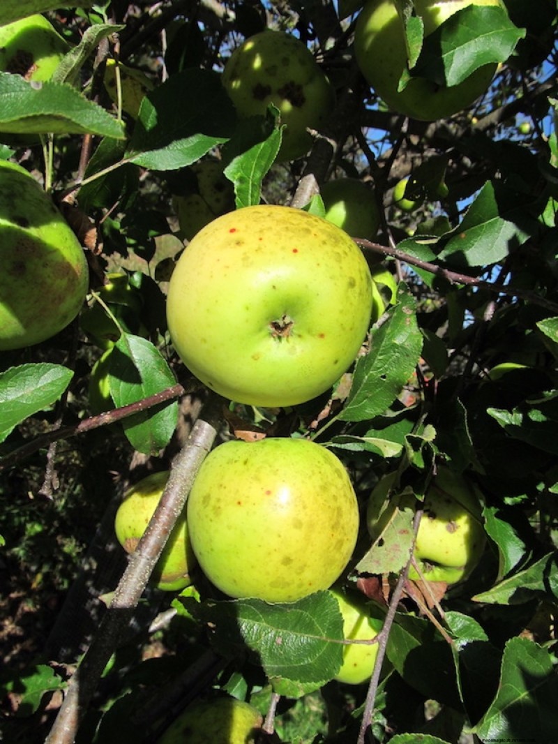 Newton Pippin Apples: Storage, Flavor & Uses | [Your Brand/Site Name]