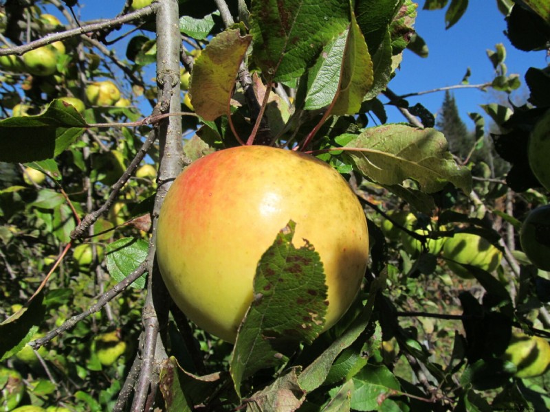 Newton Pippin Apples: Storage, Flavor & Uses | [Your Brand/Site Name]