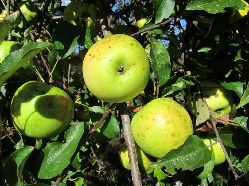 Newton Pippin Apples: Storage, Flavor & Uses | [Your Brand/Site Name]