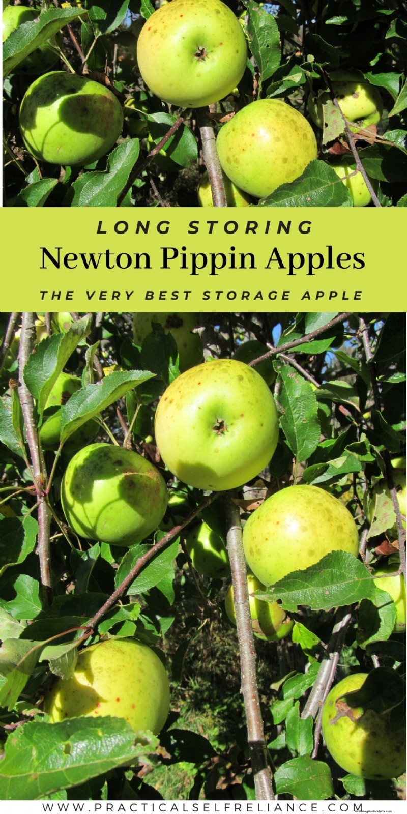 Newton Pippin Apples: Storage, Flavor & Uses | [Your Brand/Site Name]