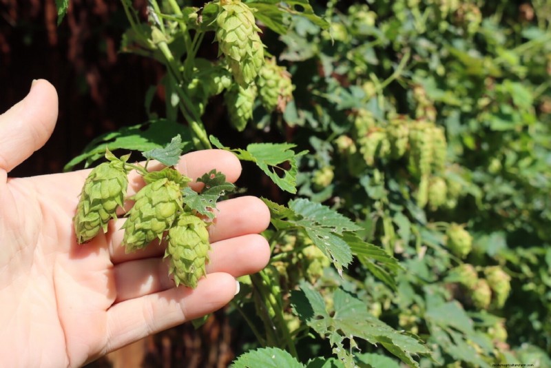 Grow Hops: A Complete Guide for Homebrewers