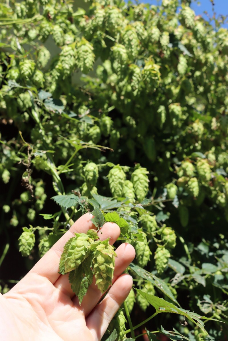 Grow Hops: A Complete Guide for Homebrewers