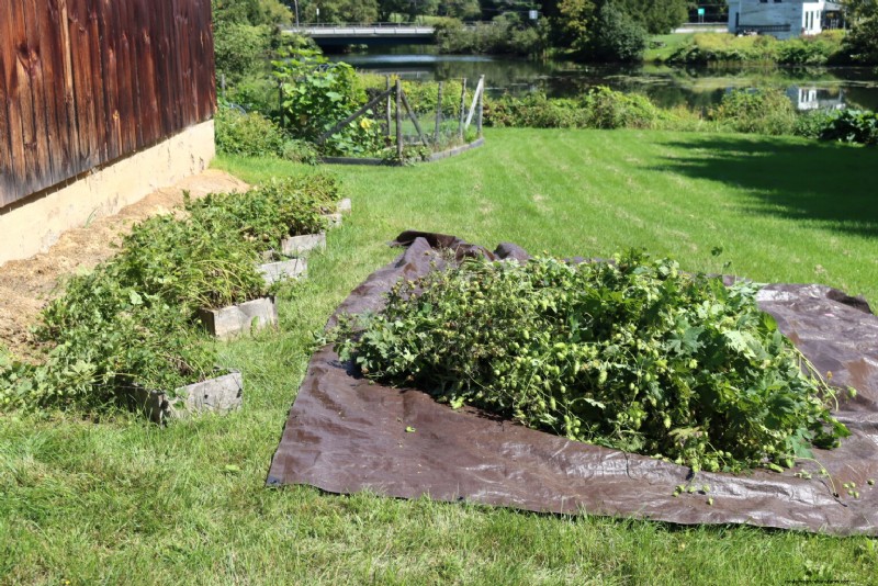 Grow Hops: A Complete Guide for Homebrewers