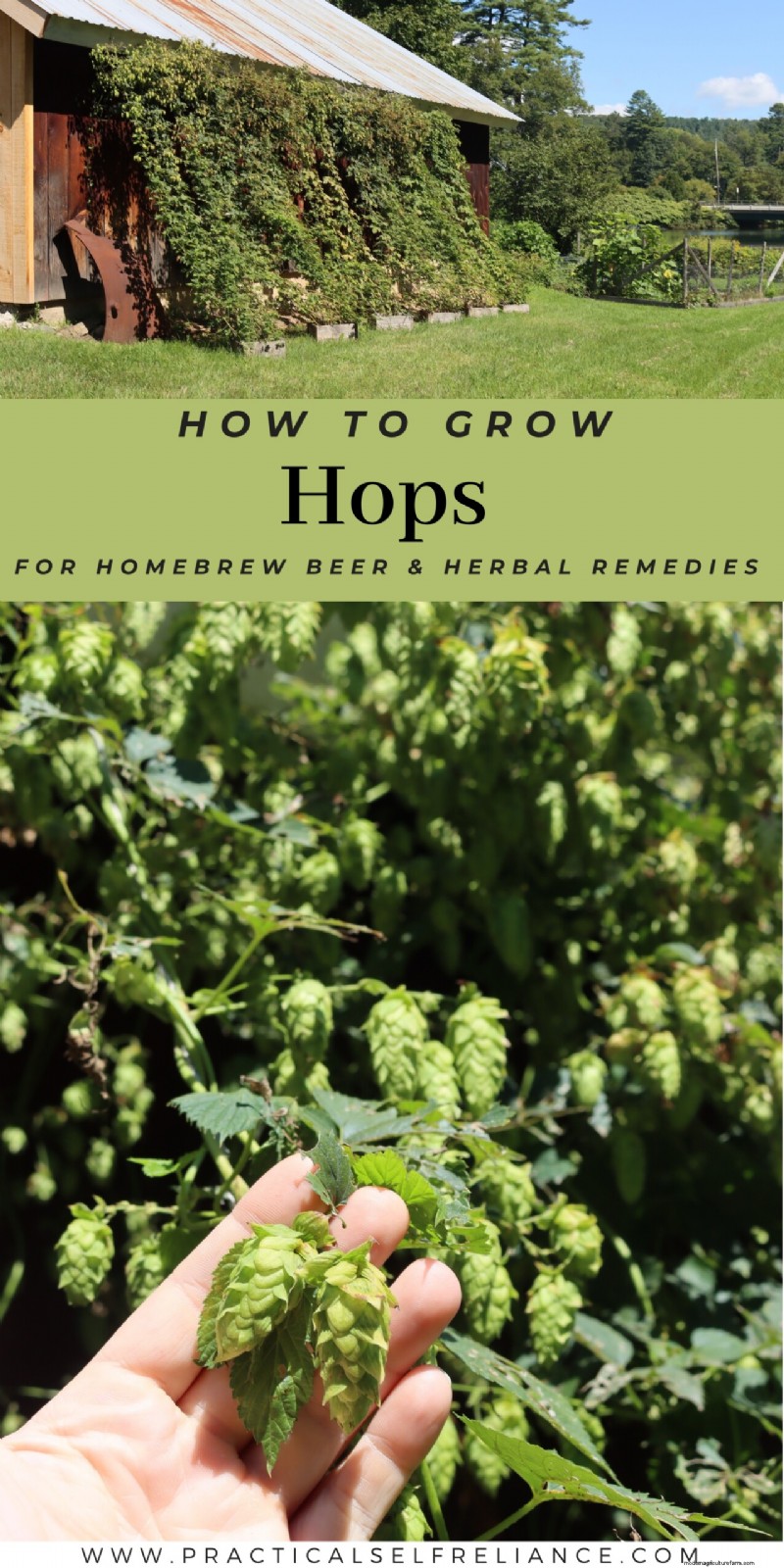 Grow Hops: A Complete Guide for Homebrewers