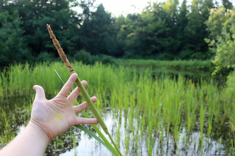 Edible Aquatic Plants: Foraging & Growing Your Own