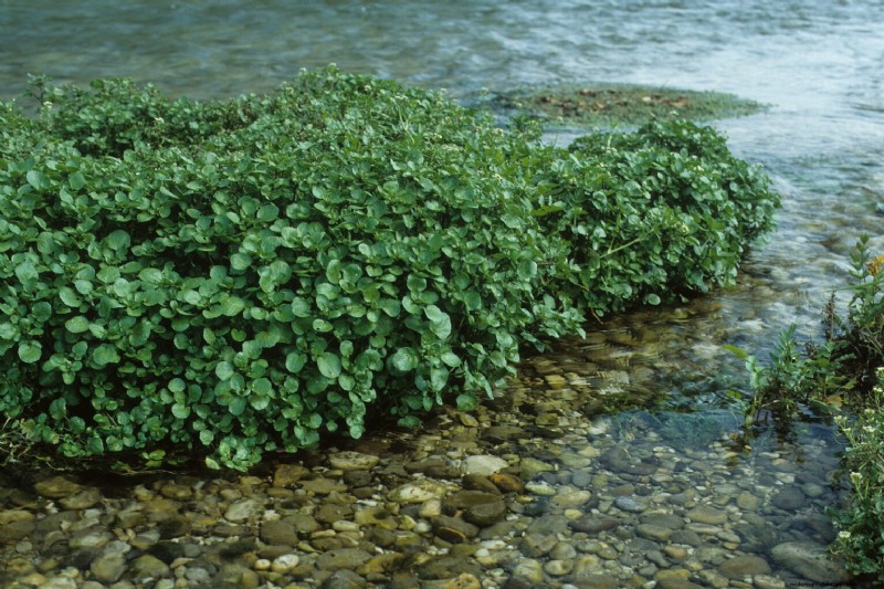 Edible Aquatic Plants: Foraging & Growing Your Own