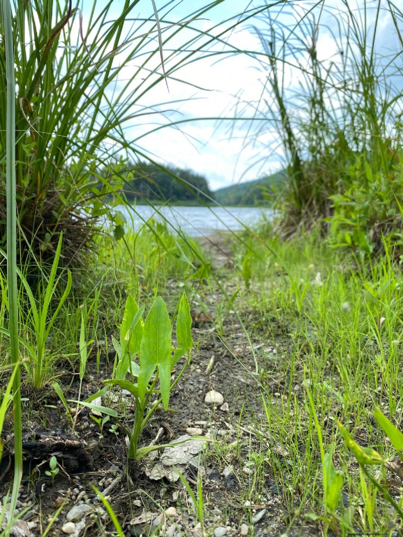 Edible Aquatic Plants: Foraging & Growing Your Own