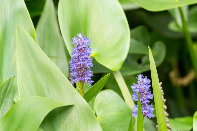 Edible Aquatic Plants: Foraging & Growing Your Own