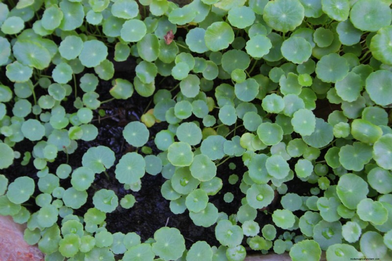 Edible Aquatic Plants: Foraging & Growing Your Own