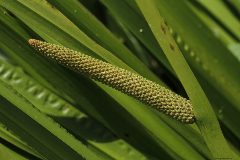 Edible Aquatic Plants: Foraging & Growing Your Own