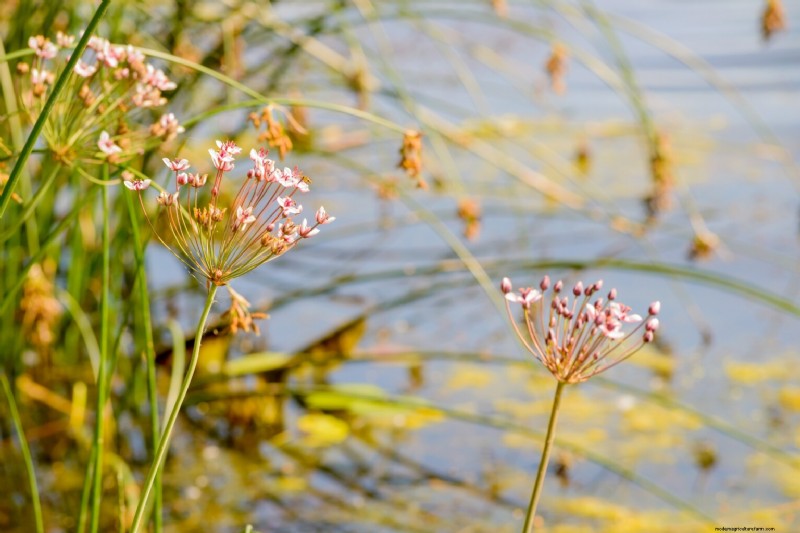 Edible Aquatic Plants: Foraging & Growing Your Own
