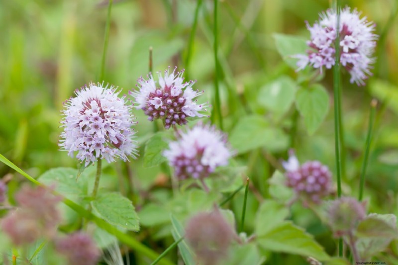Edible Aquatic Plants: Foraging & Growing Your Own