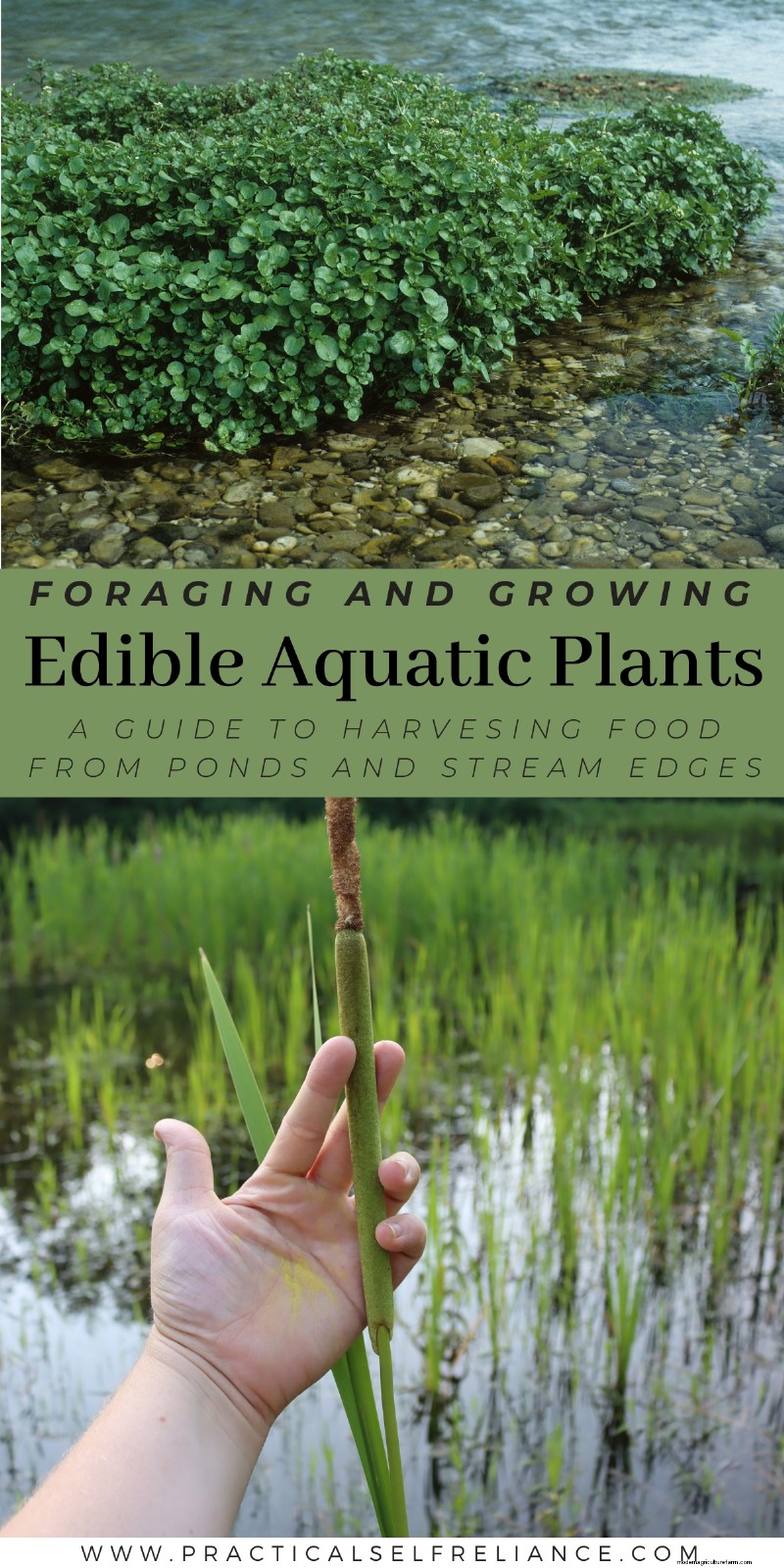 Edible Aquatic Plants: Foraging & Growing Your Own