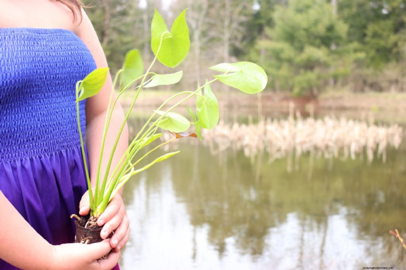 Essential Aquatic Plants for a Thriving Homestead Pond