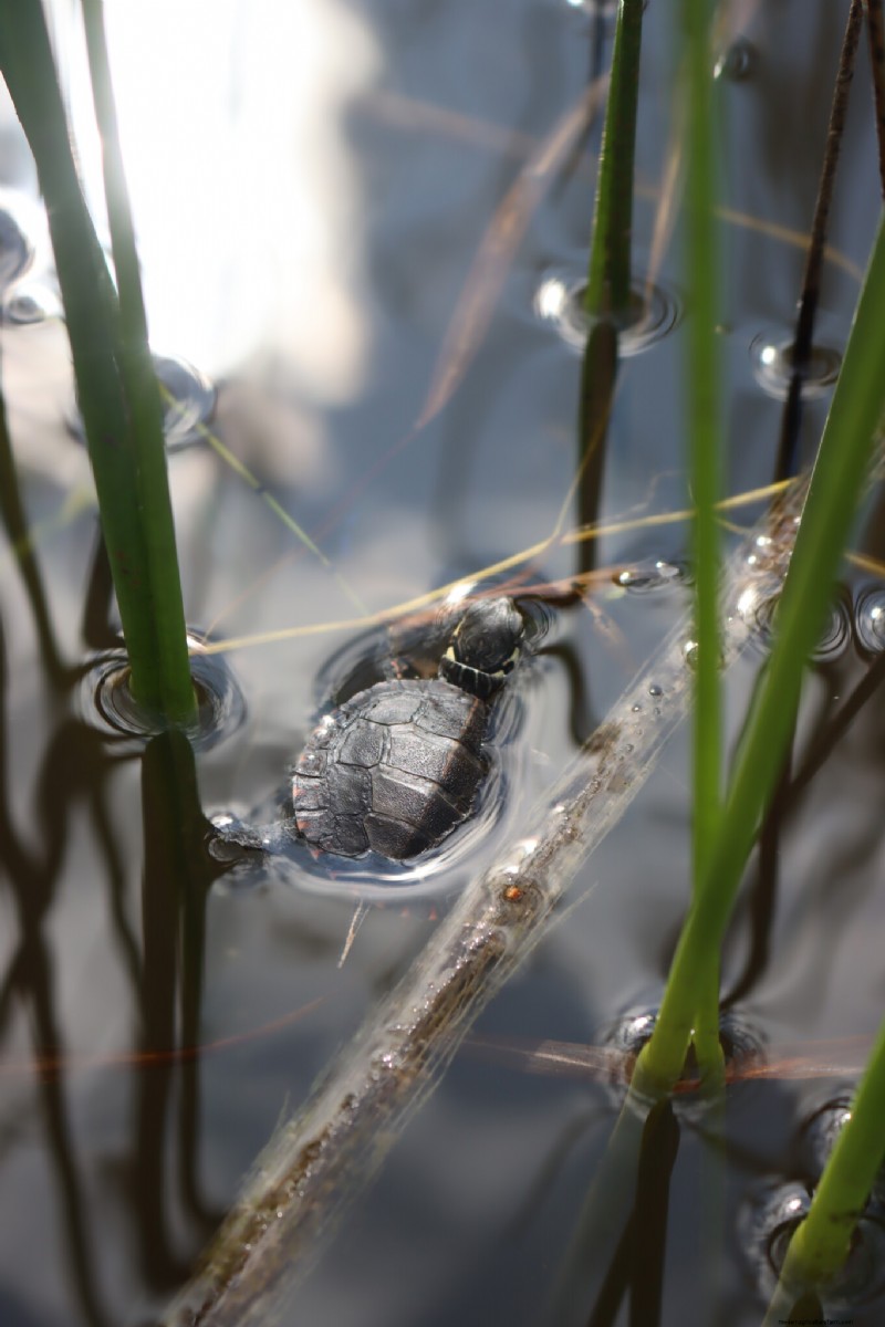 Essential Aquatic Plants for a Thriving Homestead Pond