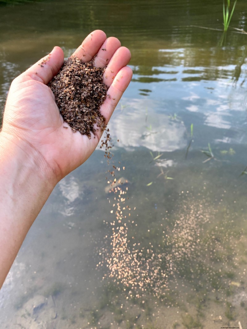 Essential Aquatic Plants for a Thriving Homestead Pond