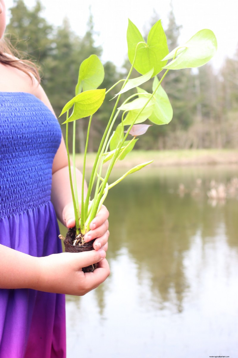 Essential Aquatic Plants for a Thriving Homestead Pond