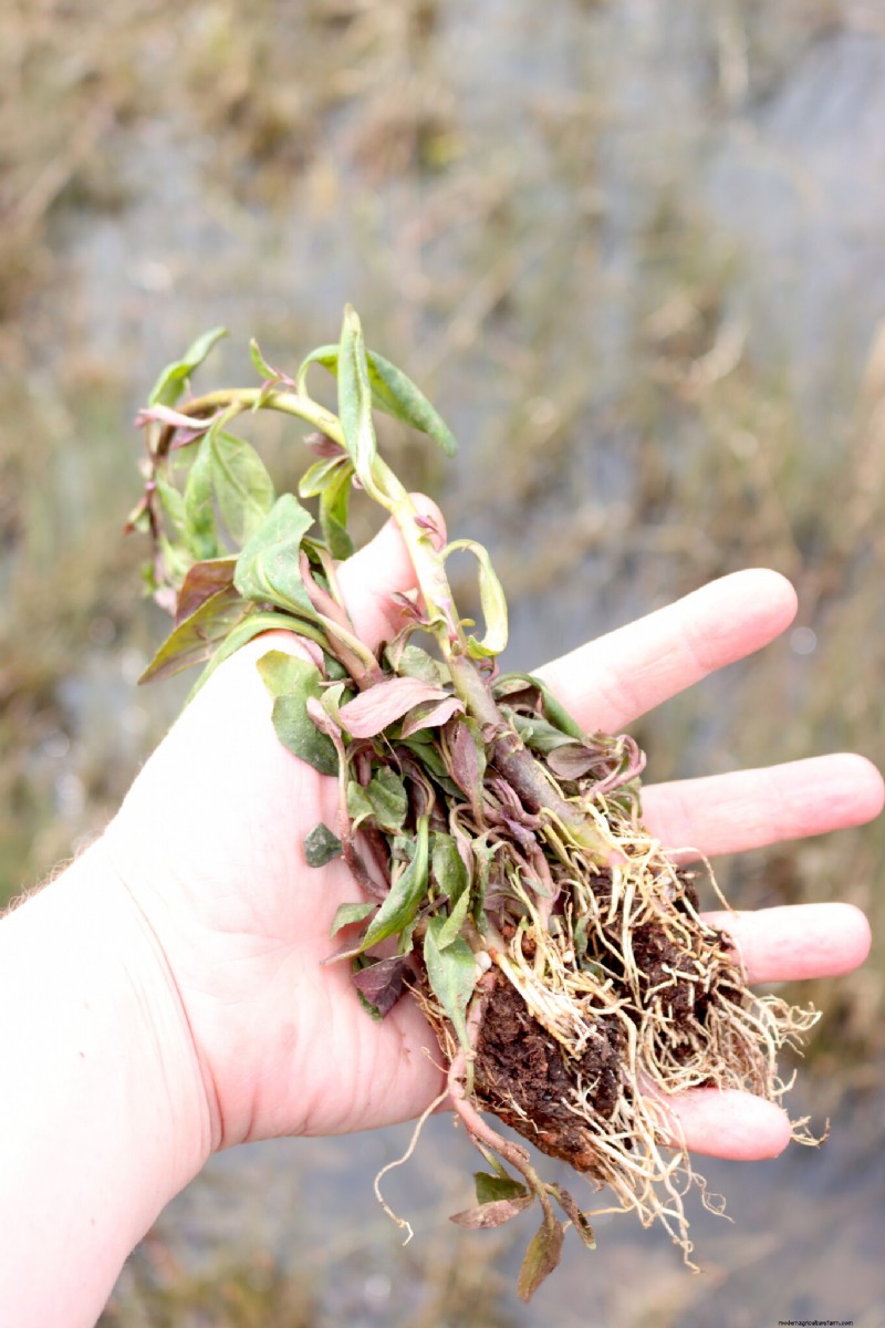 Essential Aquatic Plants for a Thriving Homestead Pond